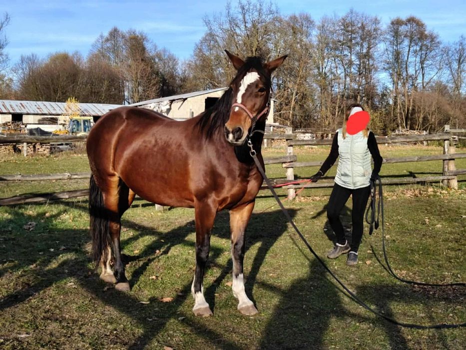 Klacz sp gniadej maści