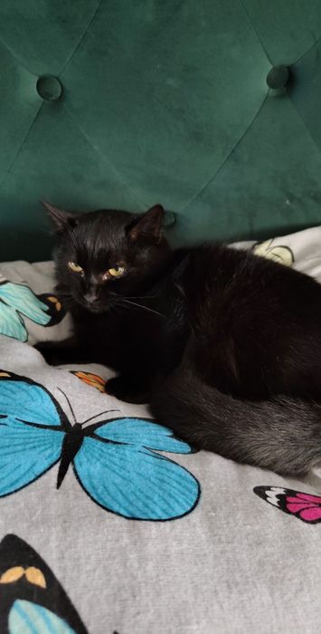 Oddam małego  kotka