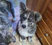 Akita Inu Szczeniaki