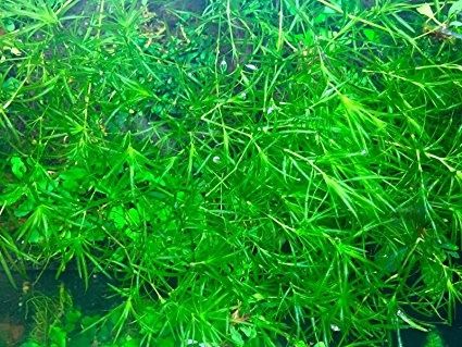 Najas guadelupensis -roślina akwariowa