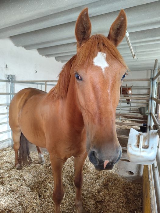 Belo cavalo crusado castrado 7 anos