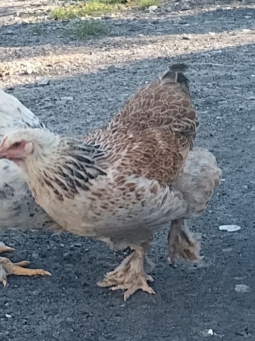 Kaczki bieguski indyjskie, kury brahma.