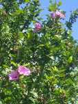 Hibiskus ,róża chińska