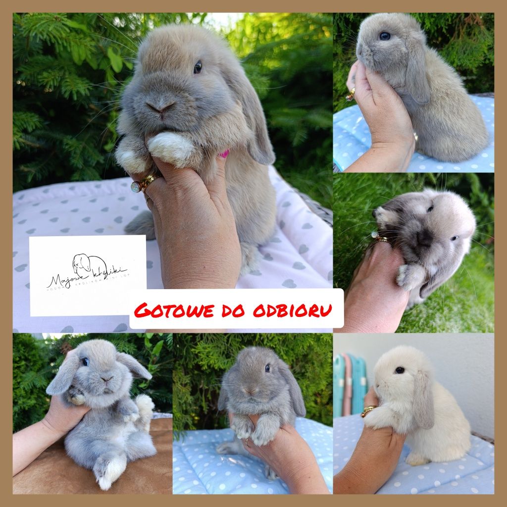 Królik króliczek mini lop hodowla zarejestrowana