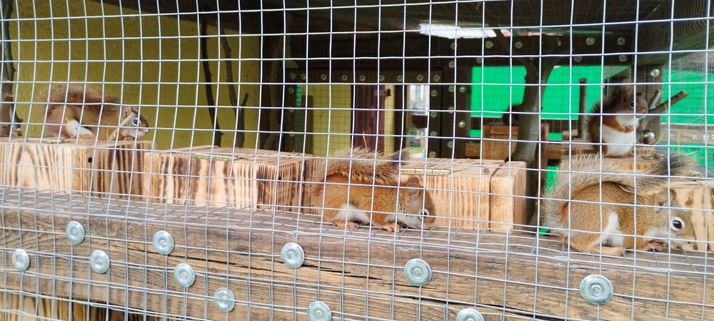 Wiewiórki hudsona hudsony hudson młode