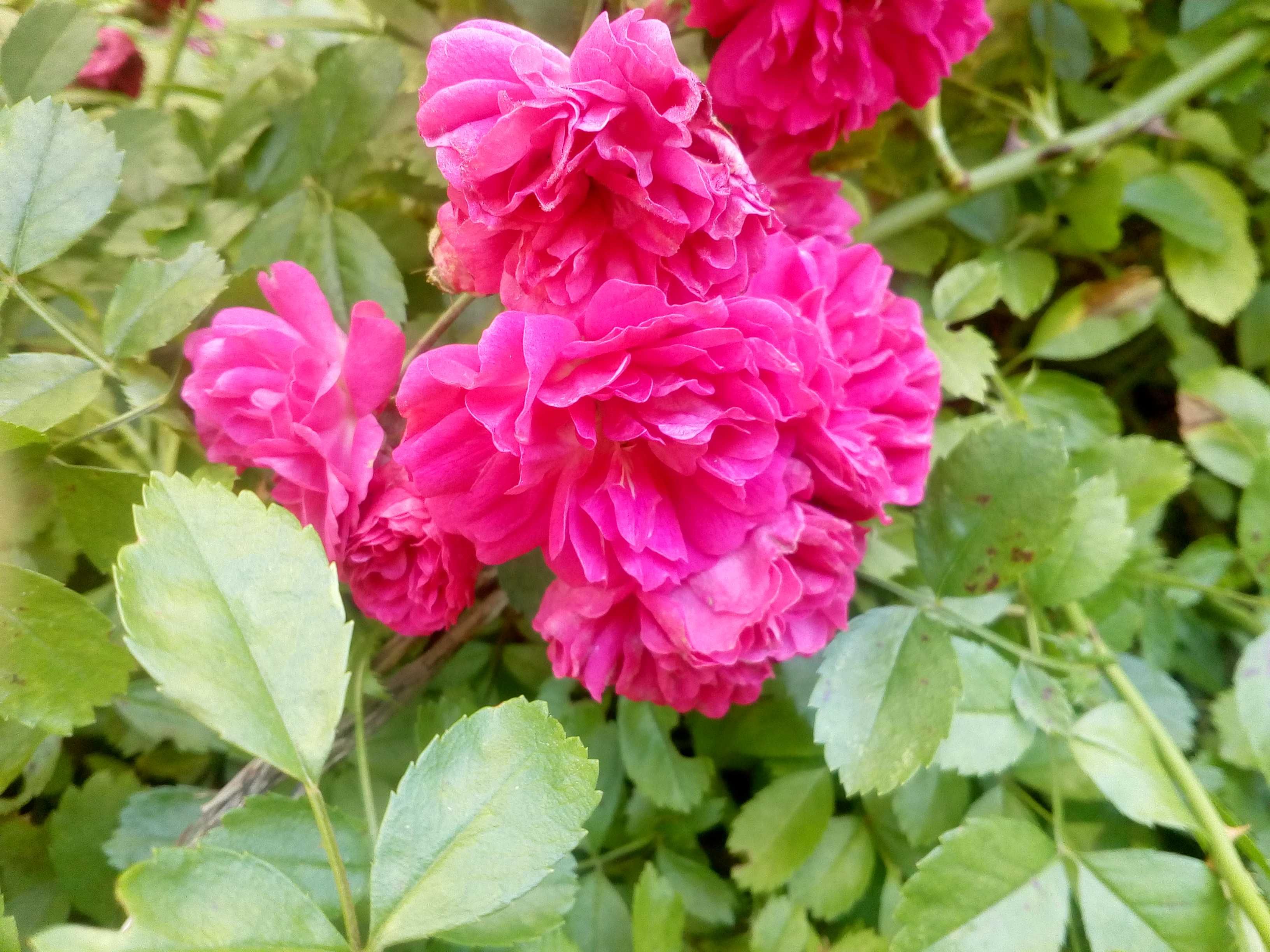 роза плетистая  плетиста вьющаяся насыщенного розового цвета