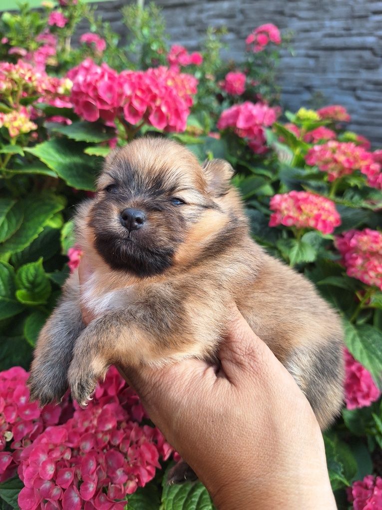 Pomeranian szpic miniaturowy suczka Megi