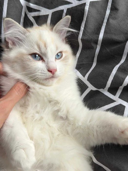 Ragdoll - Kotka z rodowodem Lazurowe Łapki*PL - Eowinka