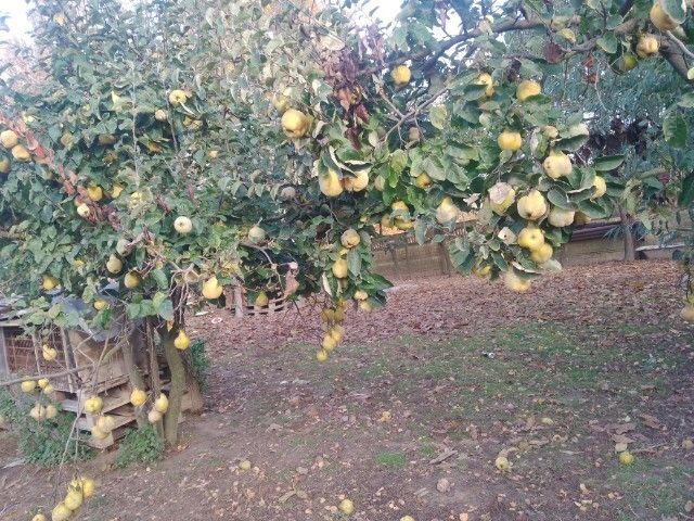 Sprzedam Świerzą Pigwę