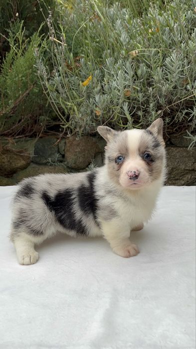 Welsh Corgi Cardigan - piesek Blue Merle