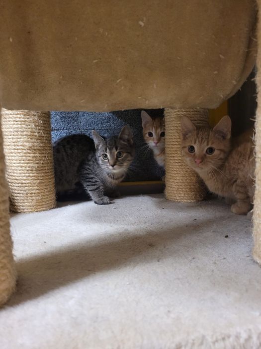 Malutkie kociaki czekają na domy w schronisku