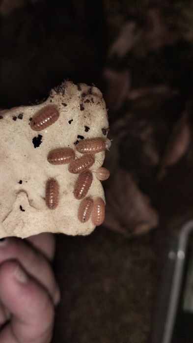 Isopods ( Bicho da Conta )