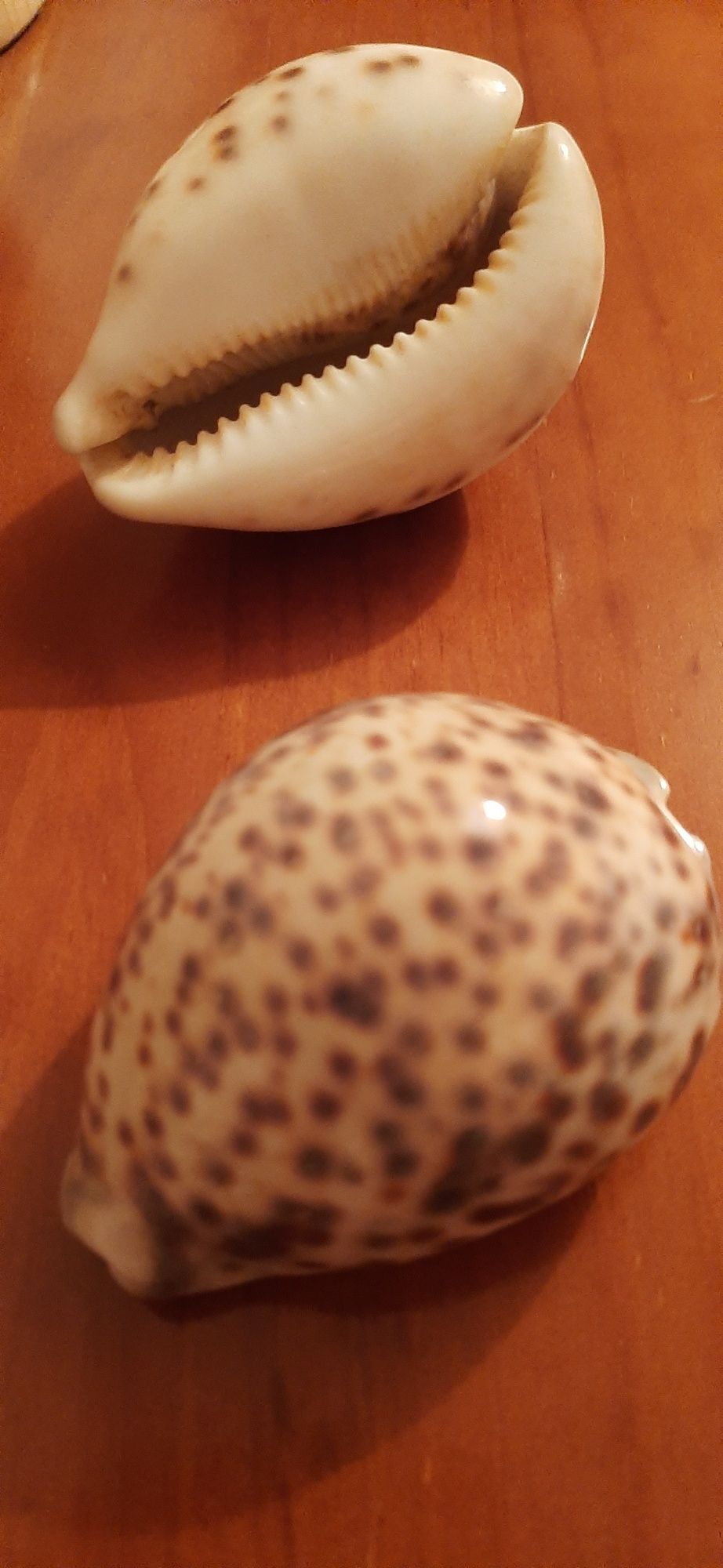 Conchas búzios decoração