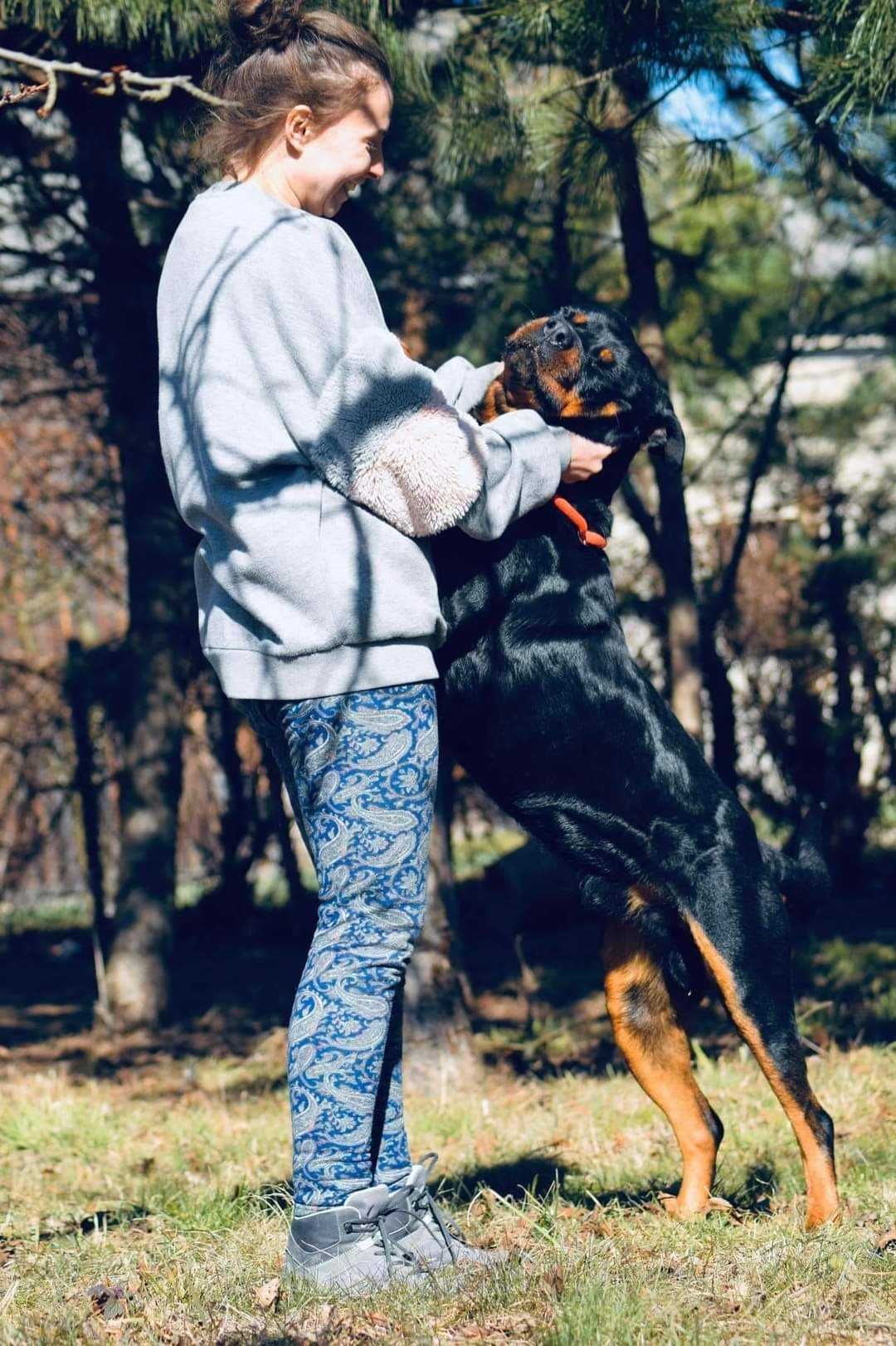 Sajmon rodowodowy rottweiler szuka domu