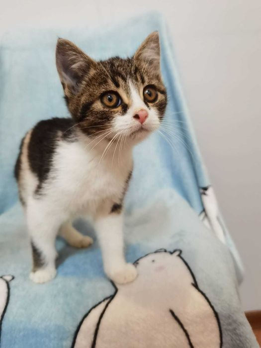 Rozbrykany koci maluch Dior czeka na swojego człowieka