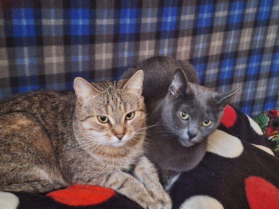 Oddam  dwa koty dziewczyny bura i szara