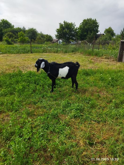 Козел Англонубієць чистокровний ощасливить вашу кізоньку