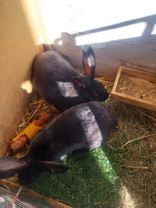 Sprzedam króliki srokacz niemiecki