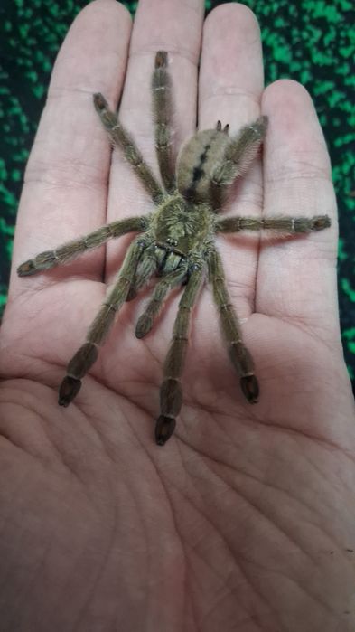 Psalmopeus cambridgei