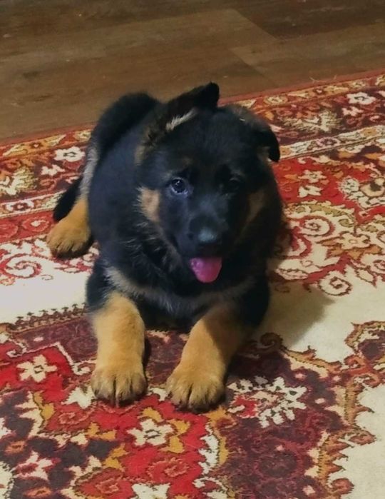 Крупные девочки и мальчики стандарт.