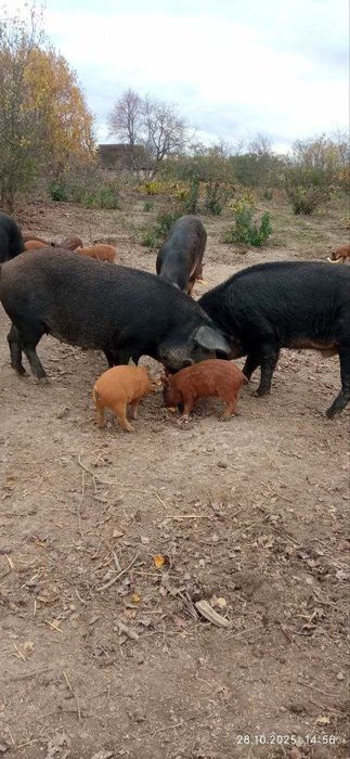 Дюрок + мангалиця