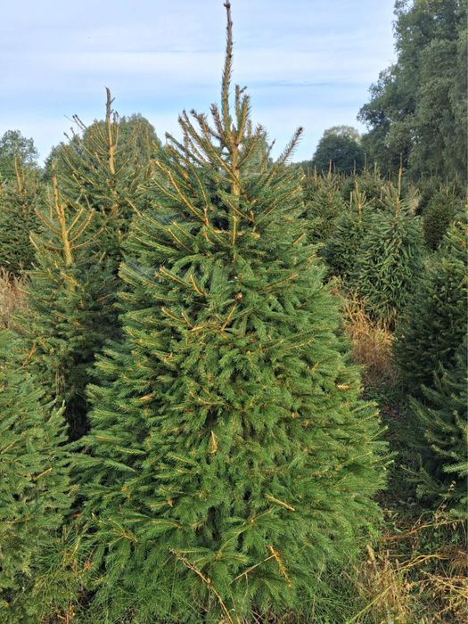 Choinka świerk zwykły srebrny