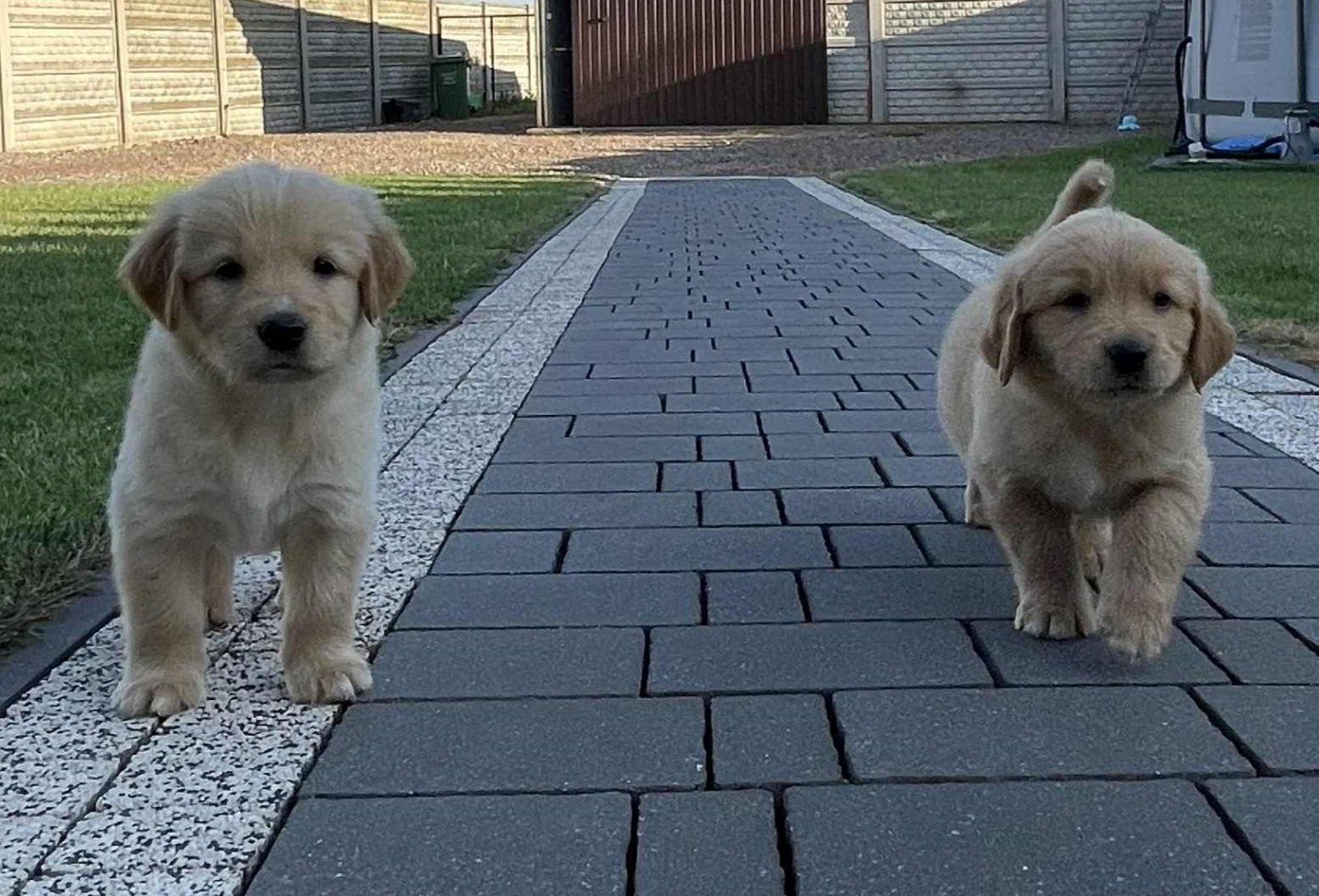 Golden Retriever Piesek