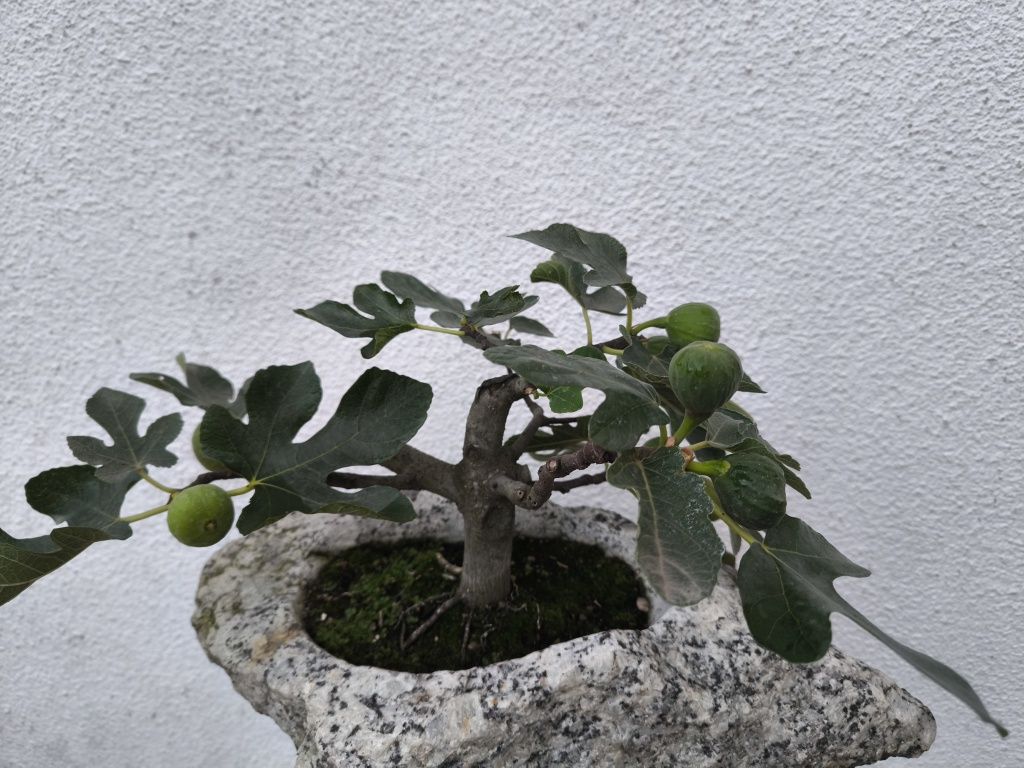 Bonsai figueira com fruta