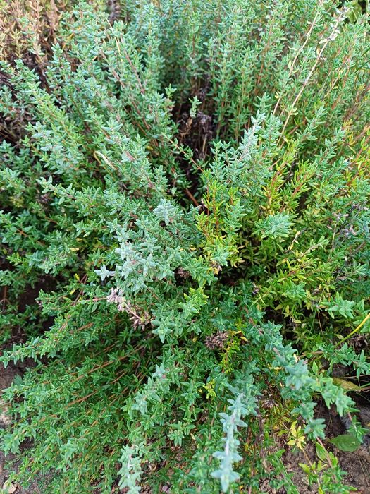 Tymianek Ziola sadzonka tymianku