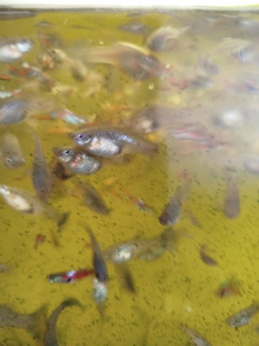 Продам  гупий много