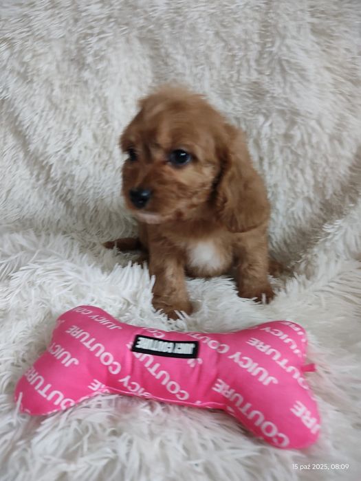 **Cavapoo Piesek **