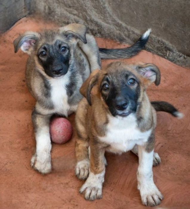 Отдам даром в добрые руки щенков метисы маленькой породы