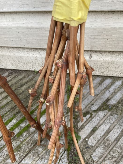 Черенки, Чубуки винограду