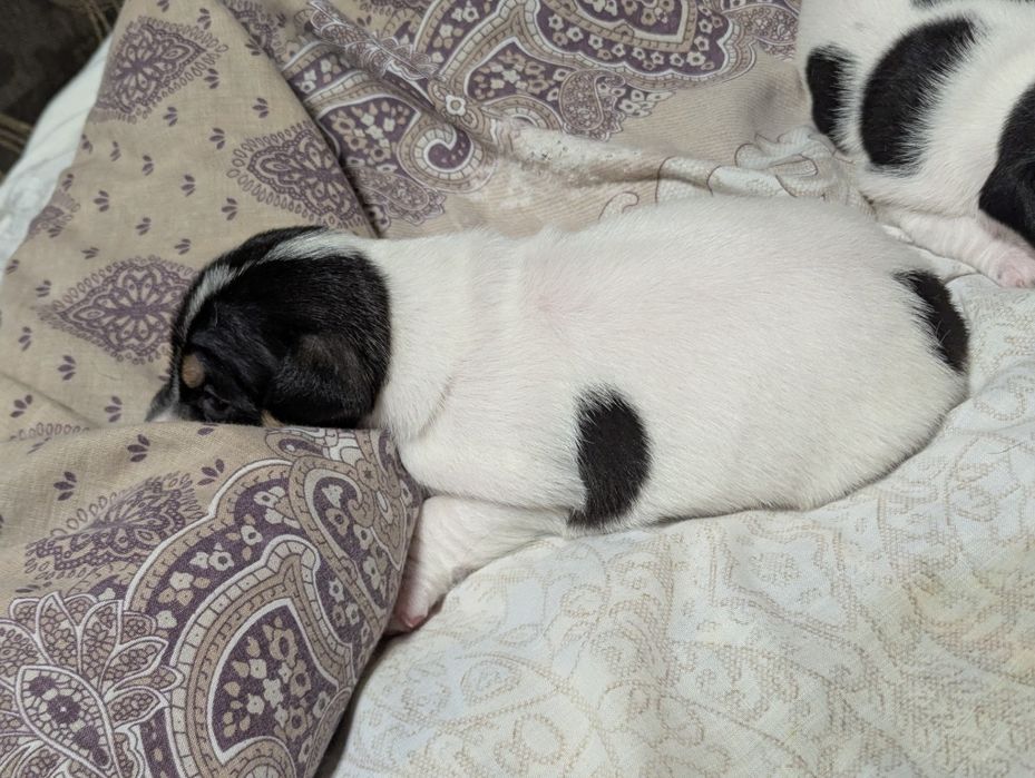 Цуценята Джек Рассел 3-х кольорові