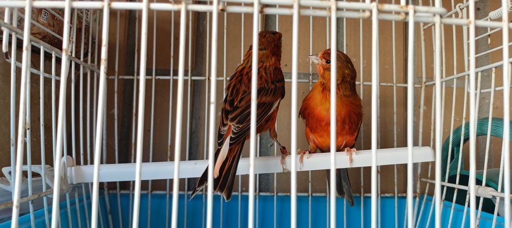 Casal de canários negros
