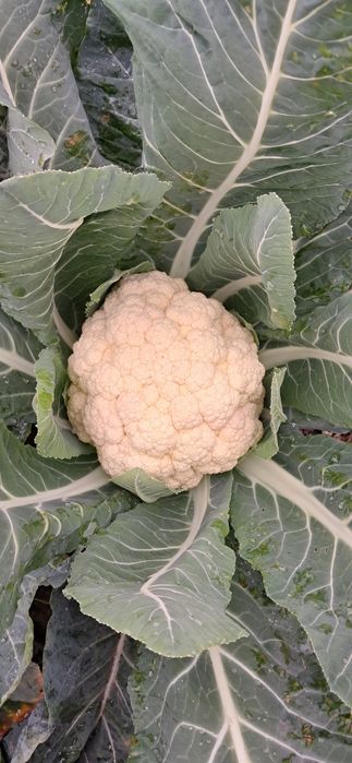 Kalafior na pasze dla zwierząt