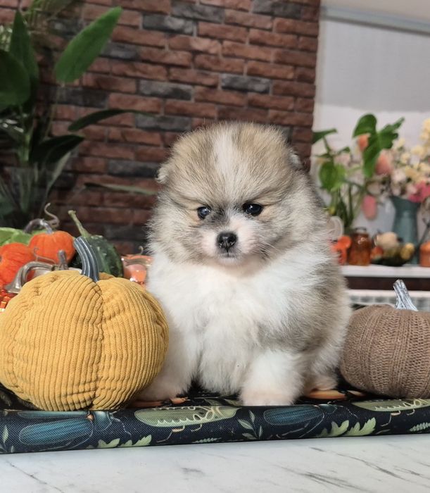 szpic miniaturowy pomeranian chłopiec