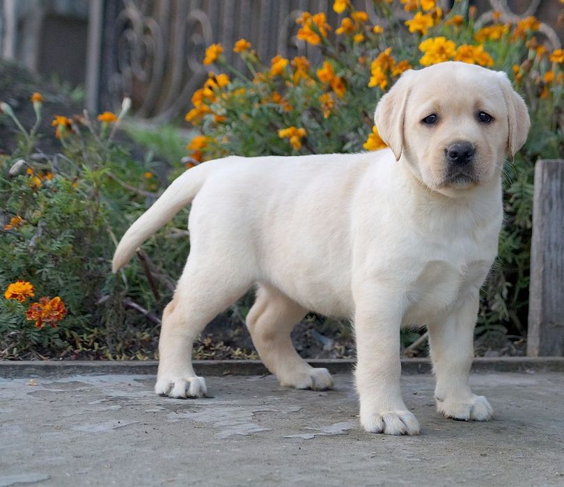 Цуценята лабрадора