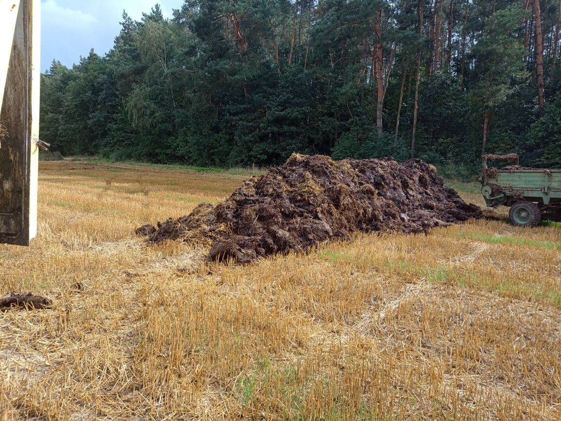 Obornik kurzak bydlecy koński świński. Możliwość rozrzucenia