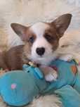 *FRUGO*WELSH CORGI CARDIGAN **śliczny piesek do rezerwacji