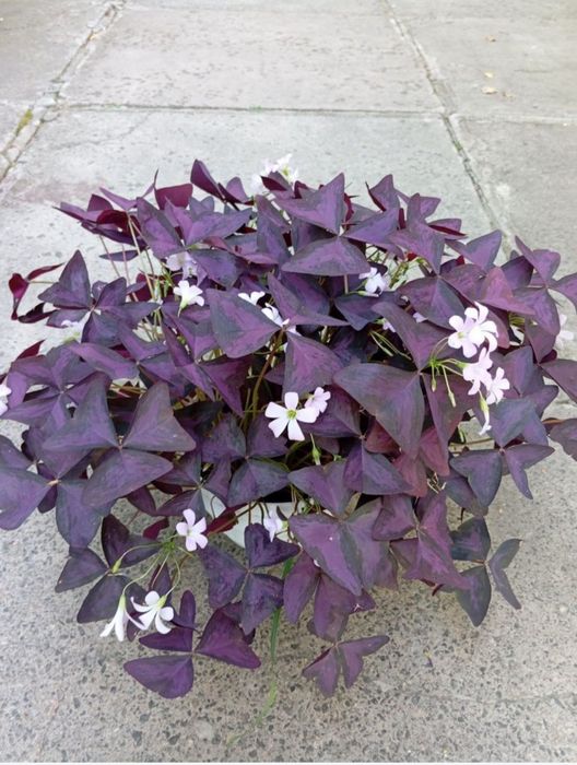 Ризоми оxalis ( кислиця), тюльпани, крокуси