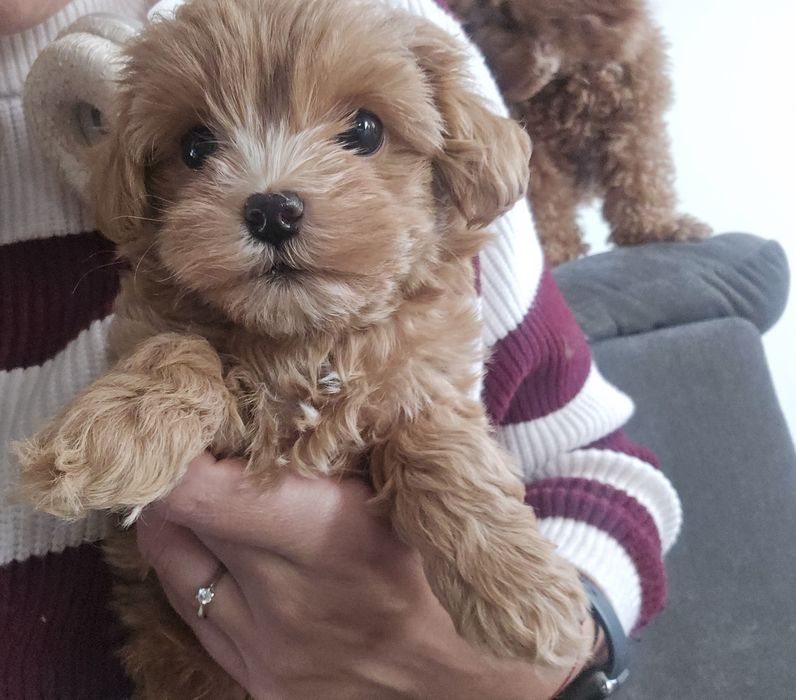 Maltipoo mini chlopiec samczyk maltipo