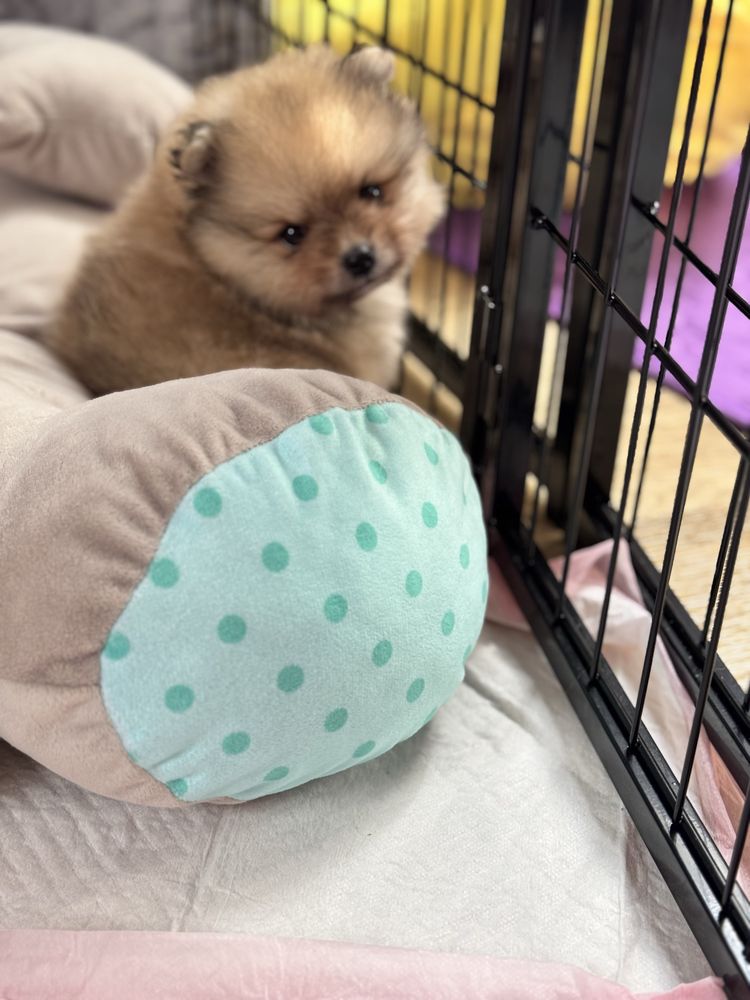 Piekny piesek pomeranian ZKwP