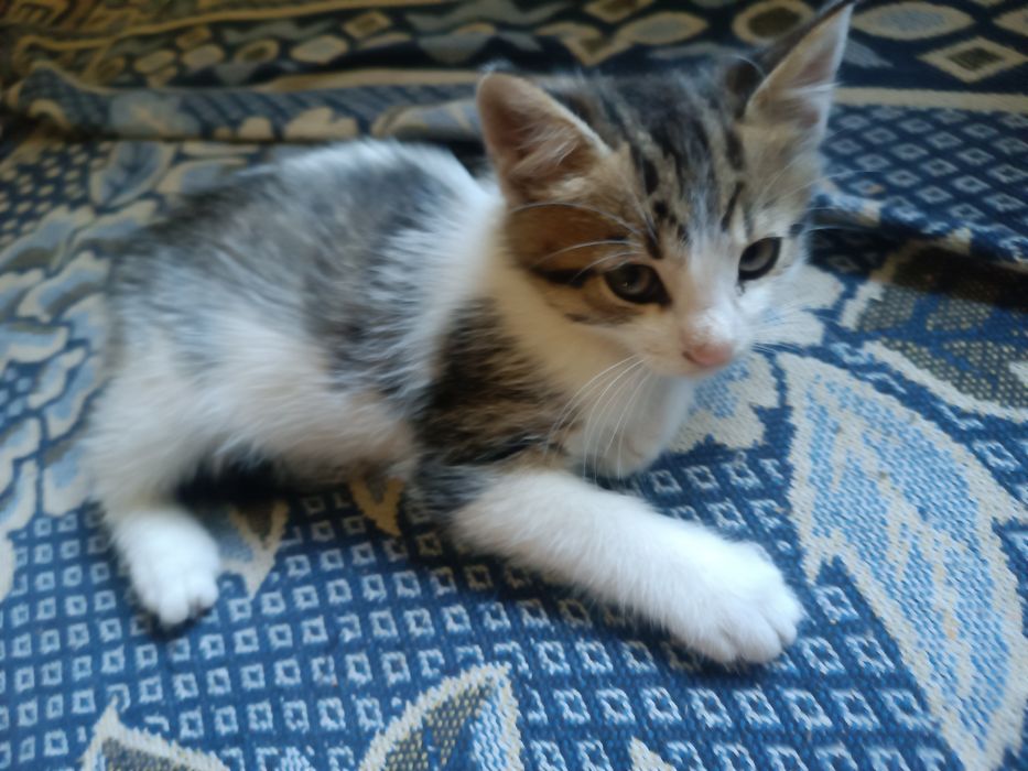 Гвіздець Віддам у добрі руки