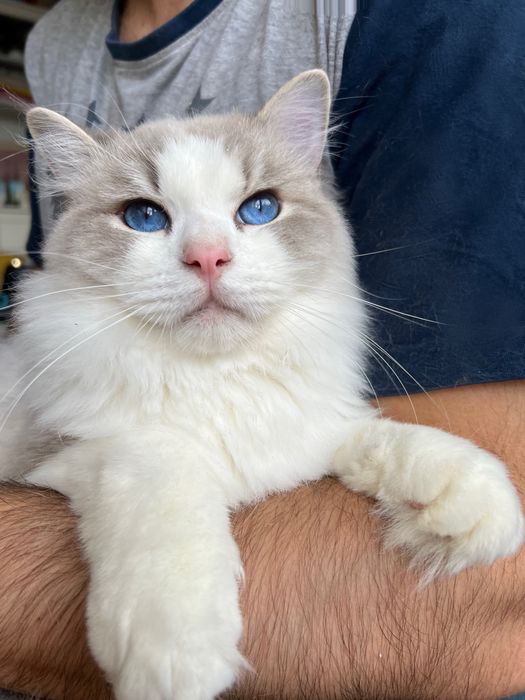 Kocurek Ragdoll adopcja / prawdziwy rodowód / kocięta FPL kotek kocur