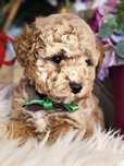 Bichpoo hybryda ras -,pudel toy chiny, bichon frise..DO ODBIORU.