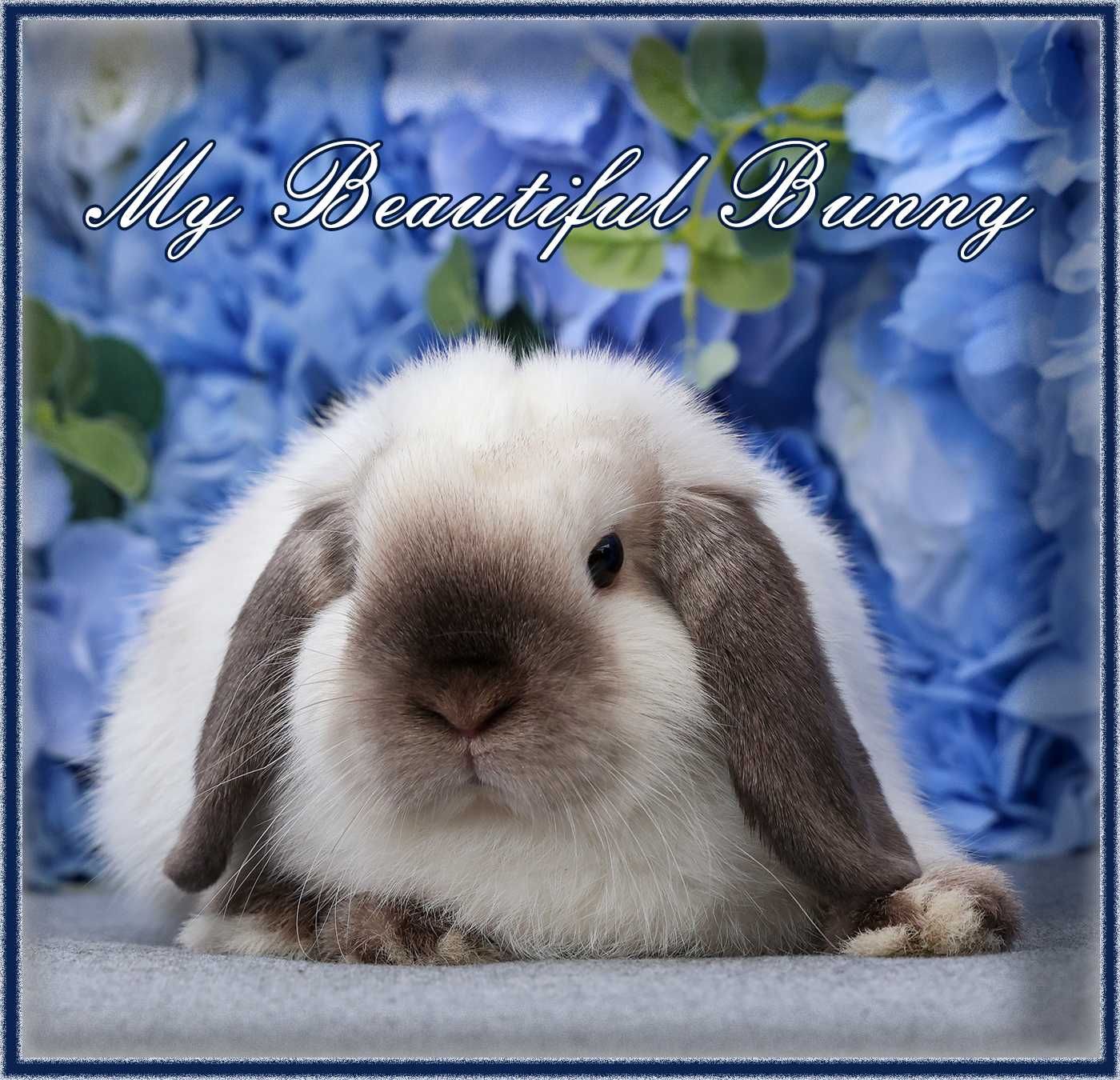 Młody Króliczek 100% Mini Lop - Seal Point