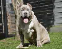 American Bully xl ABKC samiec merle 6 miesiecy gotowy do zmiany domu