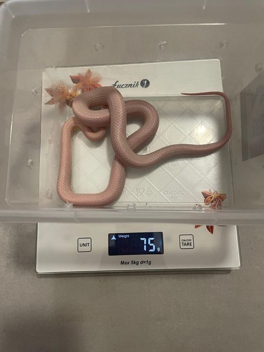 Wąż zbożowy, węże zbożowe samce i samice młode