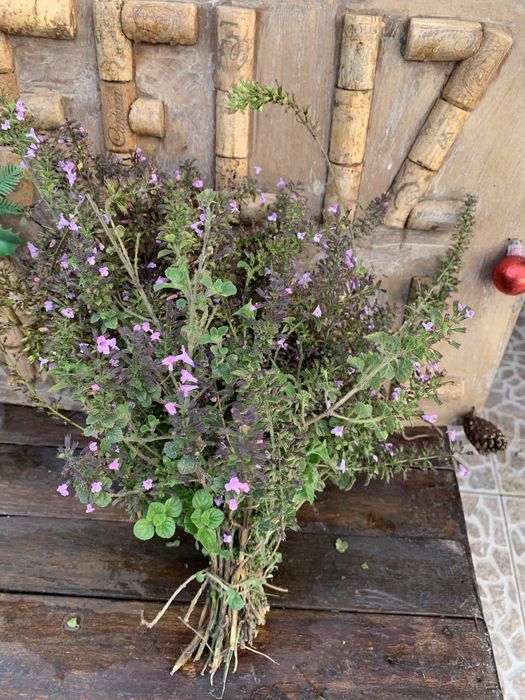 Erva de azeitonas em ramo